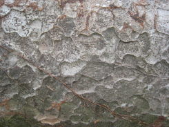 e0033301_954525.jpg
