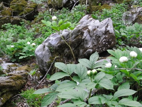 f0187402_16294214.jpg
