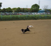 c0185516_1534410.jpg