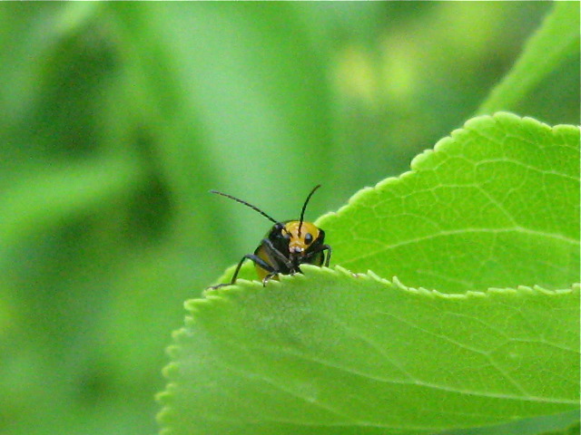 f0128316_85778.jpg