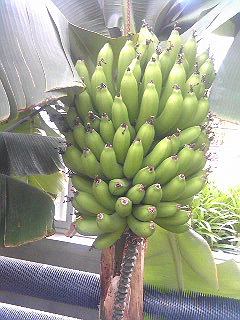 a0052621_2144120.jpg