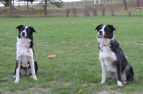 d0069235_052978.gif