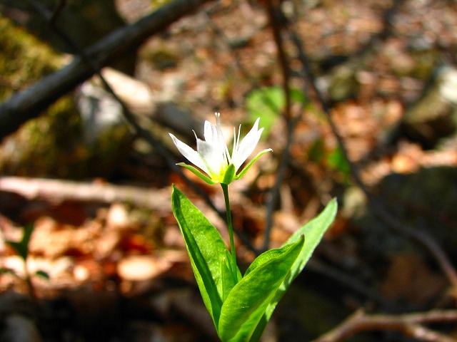 b0097836_15251170.jpg