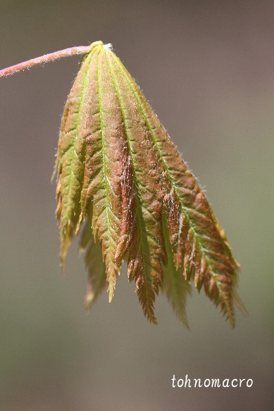 f0173245_625727.jpg