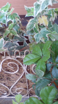 f0195259_658587.jpg