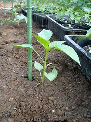 e0097770_23211765.jpg