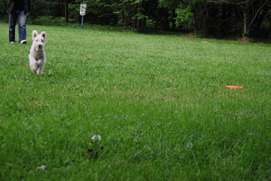 b0091373_3331485.gif
