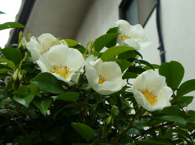 e0026586_11243430.jpg