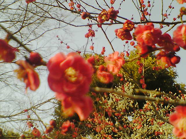 e0055087_1433382.jpg