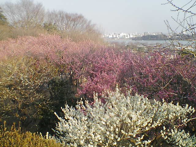 e0055087_145223.jpg