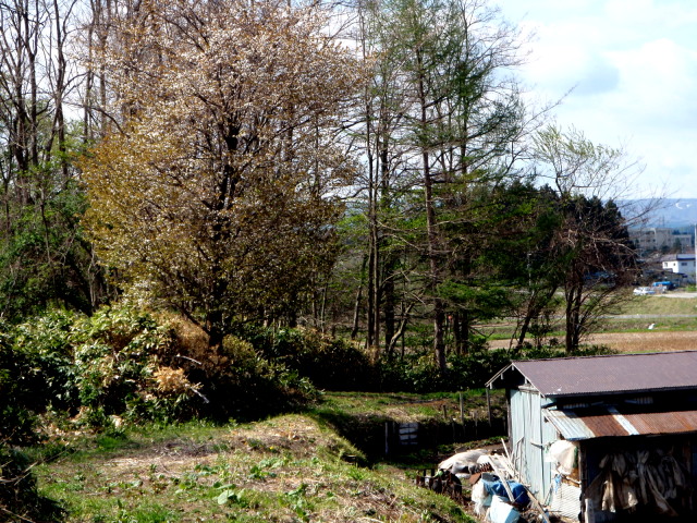 a0007388_1833176.jpg