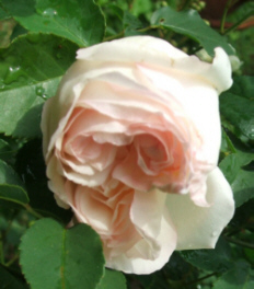 d0099791_0503377.jpg