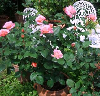 d0099791_0531827.jpg