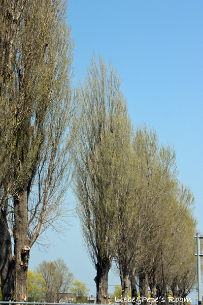 f0001895_1732013.jpg