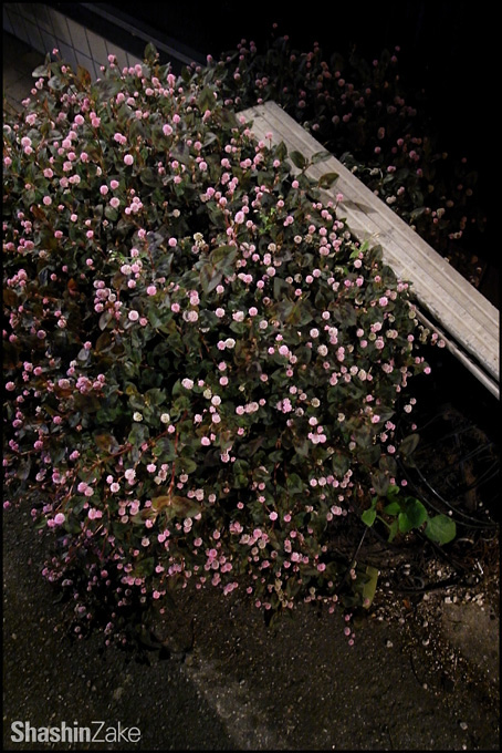 c0102003_16362576.jpg