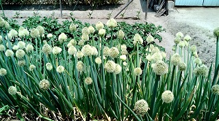 f0096508_94023.jpg