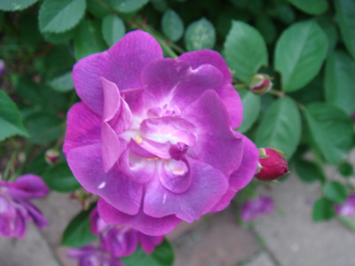 a0019212_2012422.jpg