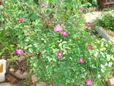 a0019212_2085821.jpg