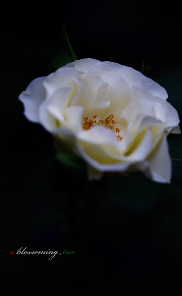 f0014815_20512454.jpg