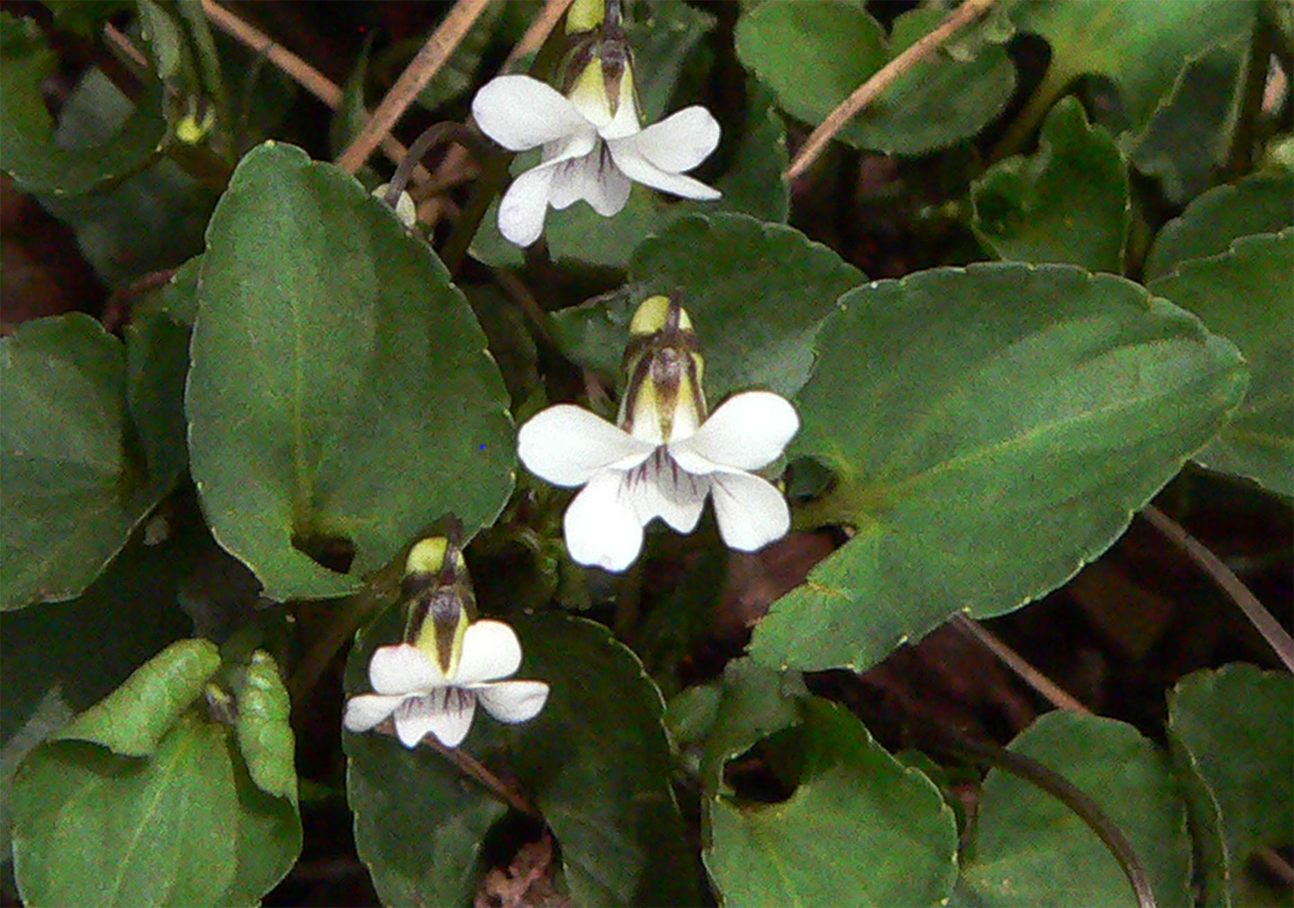 f0107517_12353347.jpg