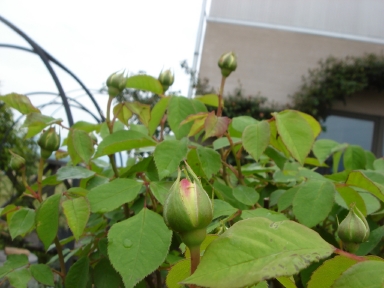 f0054421_1001469.jpg