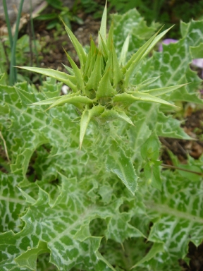 f0054421_956338.jpg