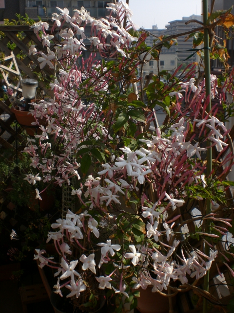 b0116327_8141480.jpg