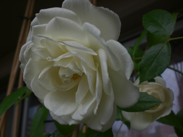 b0116327_8165560.jpg