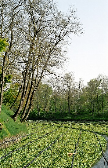 d0001533_22322282.jpg