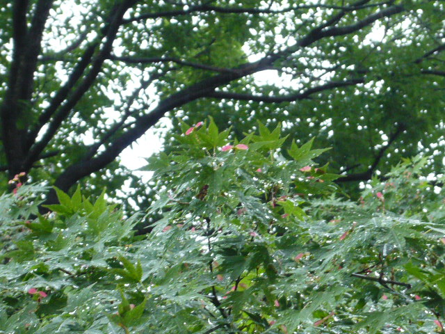 e0157634_19272936.jpg
