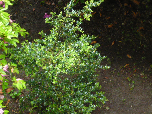 e0157634_19305241.jpg