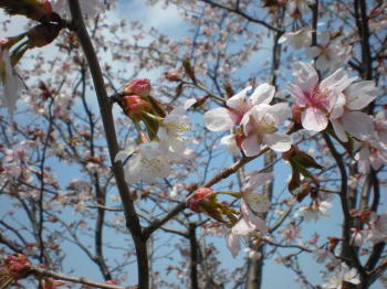 b0001440_1356633.jpg