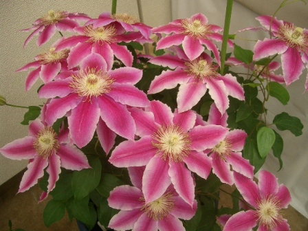 c0025140_16154239.jpg