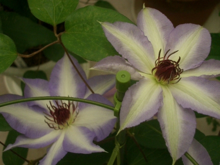 c0025140_1615620.jpg