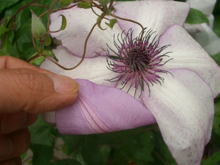 c0025140_925839.jpg