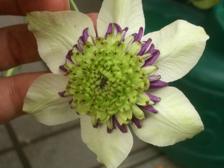 c0025140_933999.jpg