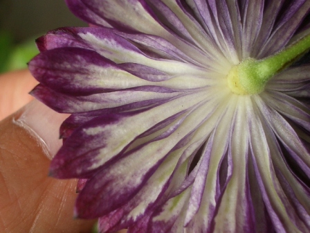 c0025140_94240.jpg