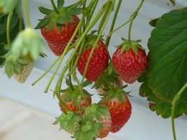 a0118946_10253840.jpg