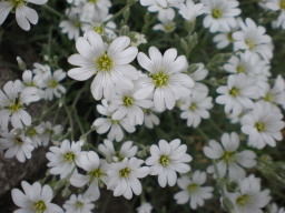 c0047449_19301072.jpg