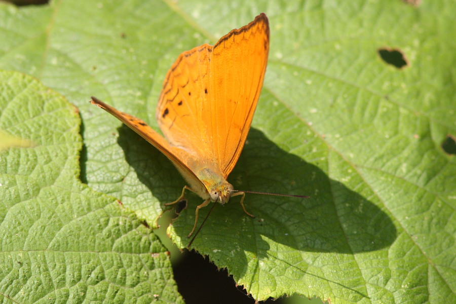a0094850_2124384.jpg