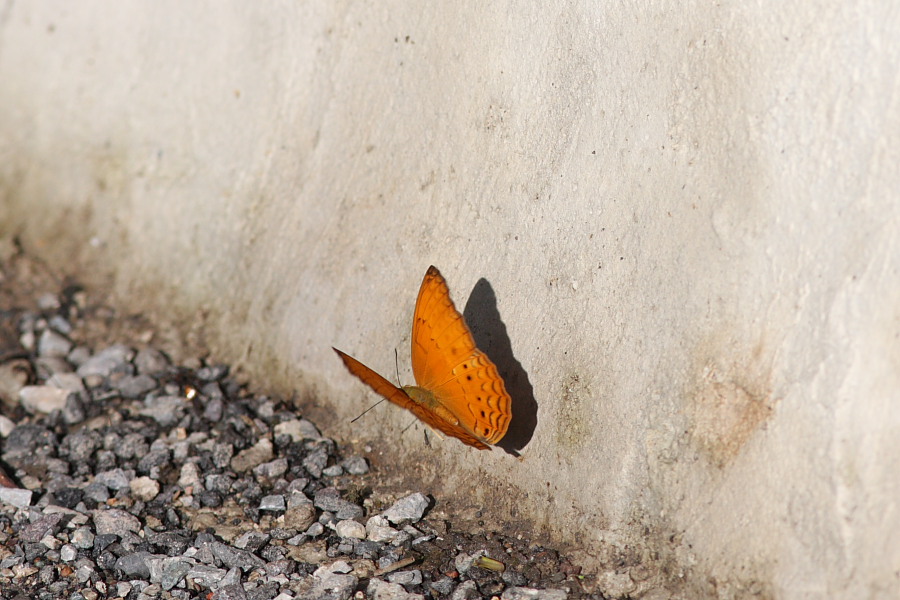 a0094850_21243873.jpg