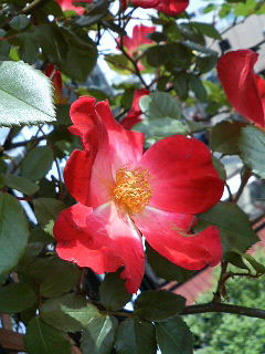 e0065350_16503377.jpg