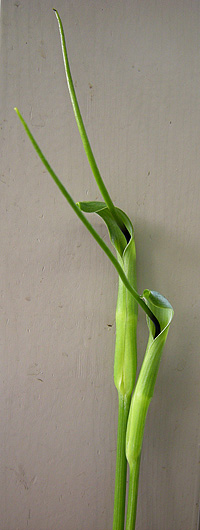 a0001354_1933564.jpg