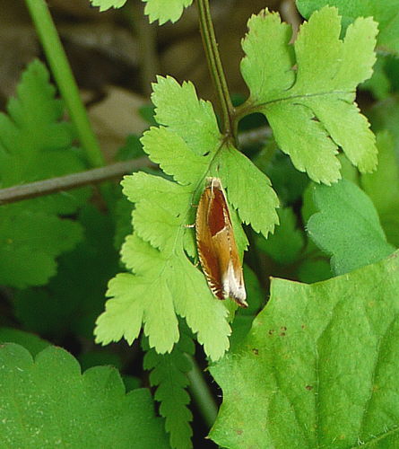 d0091754_116631.jpg