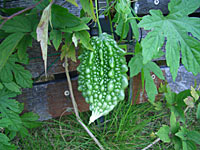 c0051759_13252729.jpg