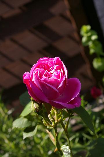 f0159267_1058251.jpg