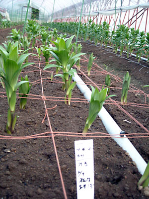 e0097770_2358772.jpg