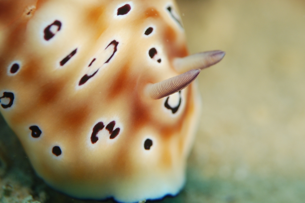 c0181073_5203151.jpg