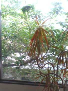 f0054677_852321.jpg