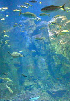 e0173480_1143352.jpg